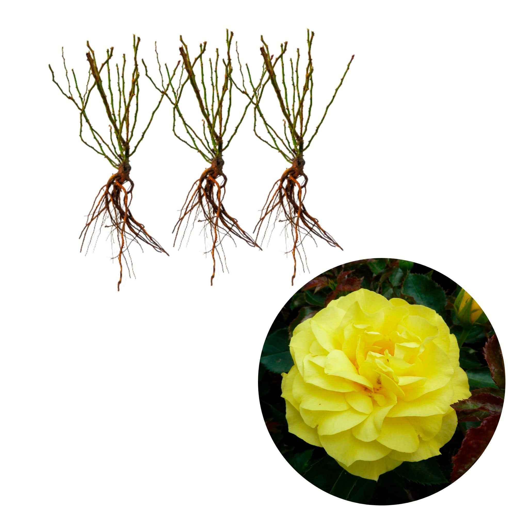 Bakker Rosiers Friesia rosier jaune lot de 3 racines nues