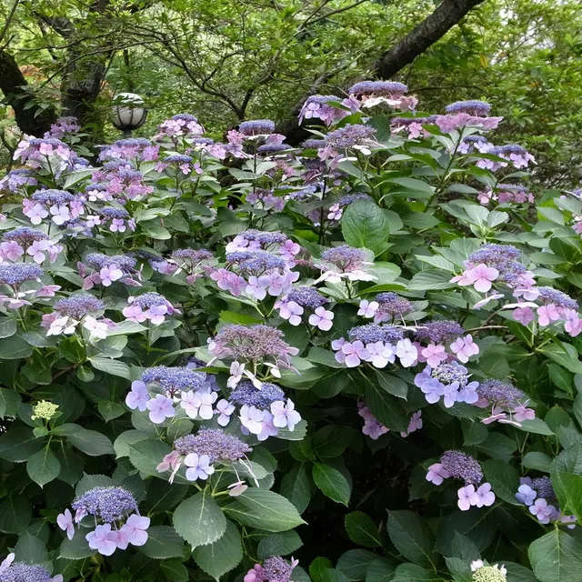 Bakker Blueberry Cheesecake hortensia pot Ø13cm bleu violet