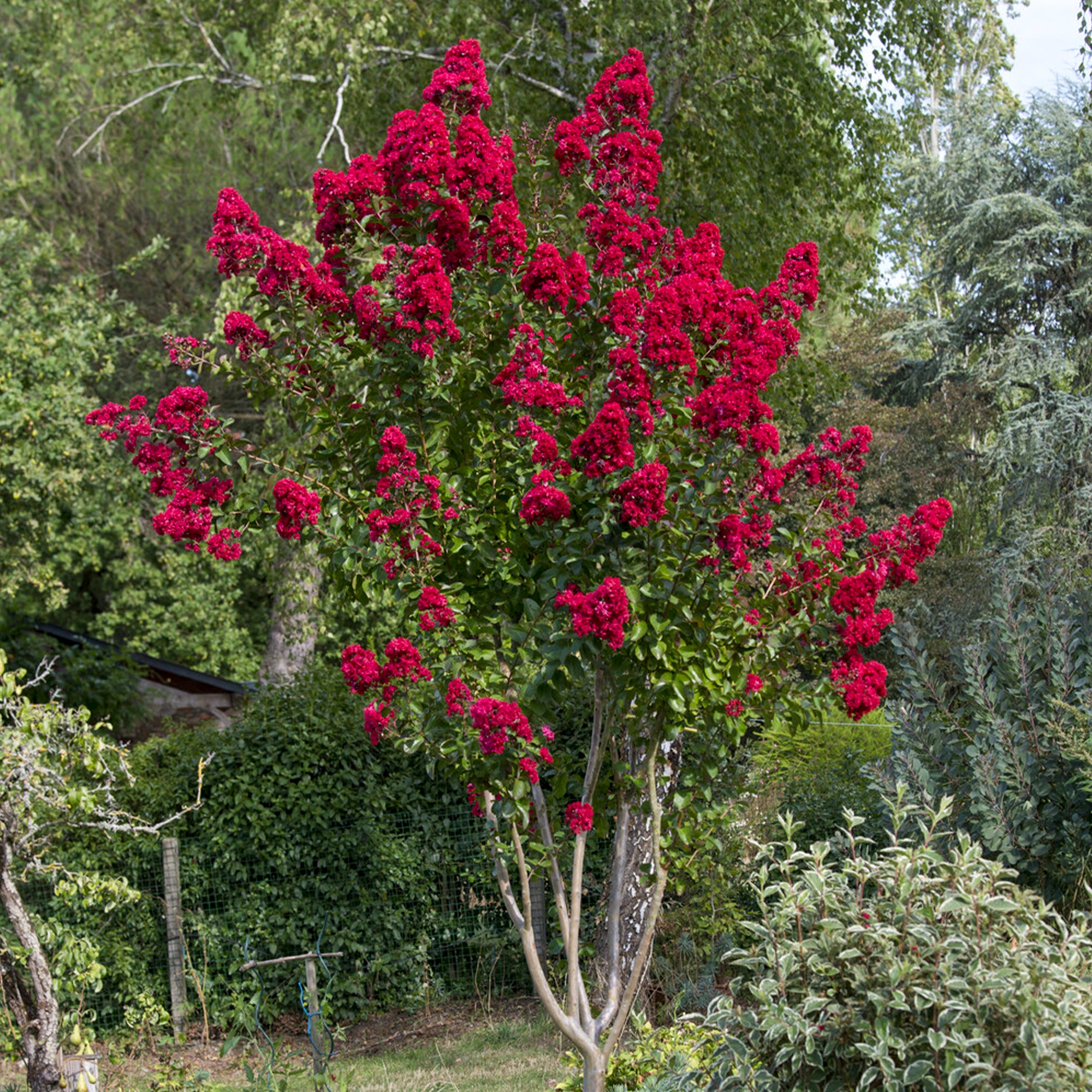 Bakker Lilas des Indes Dynamite arbuste pot 9cm fleurs rouges