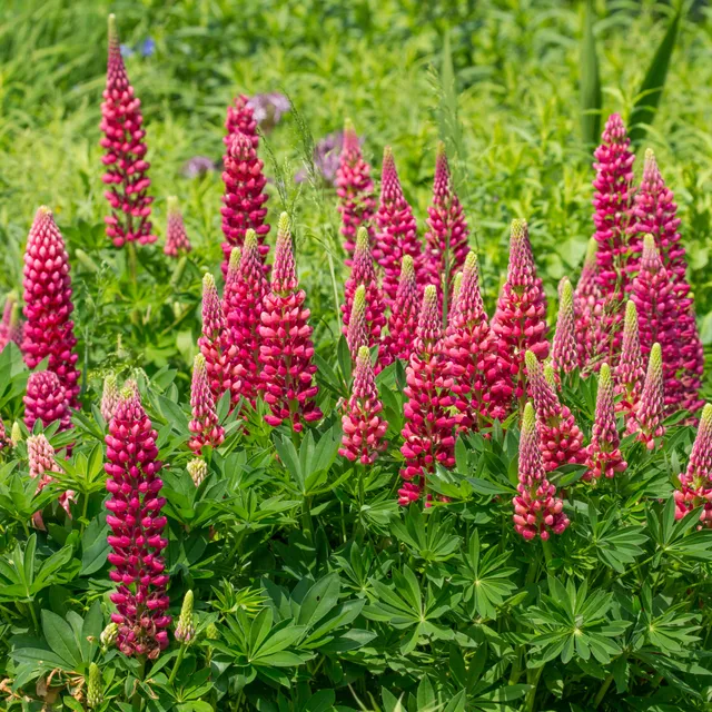 Bakker Plantes vivaces lupin Gallery Red pot Ø9cm rouge