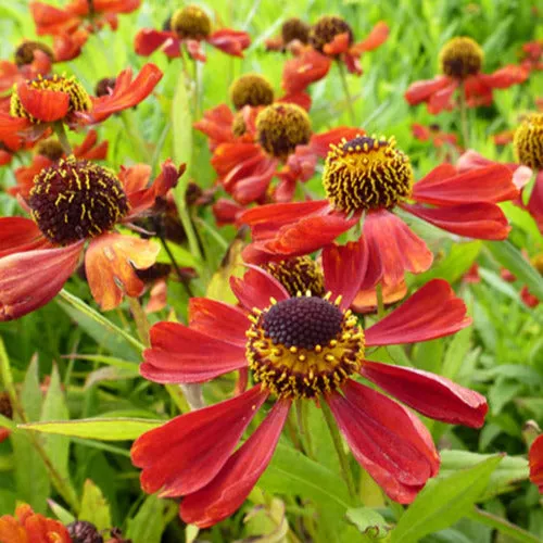 Bakker Hélénie Rubinzwerg plante vivace pot Ø 9cm rouge