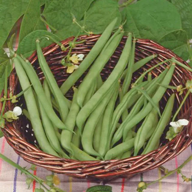 Bakker Haricot nain Prélude graine sachet 90 g précoce