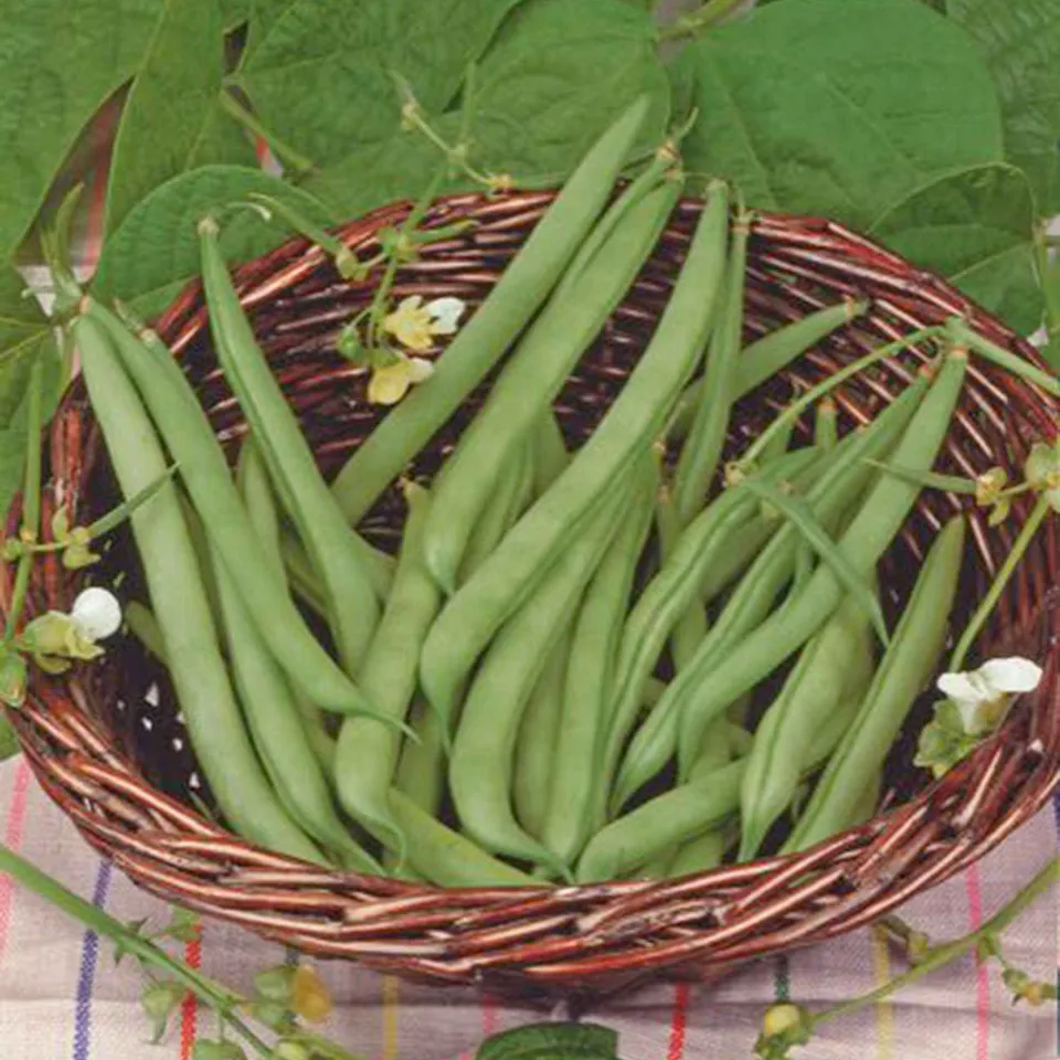 Bakker Haricot nain Prélude graine sachet 90 g précoce