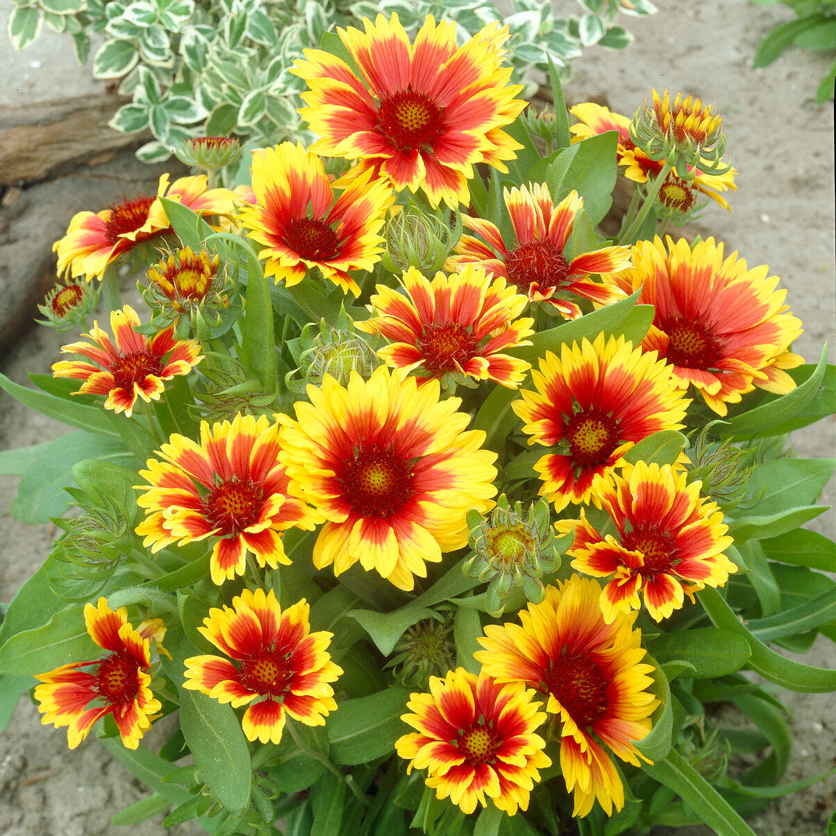 Bakker Gaillarde Kobold plante vivace 2 pots Ø9cm rouge et or