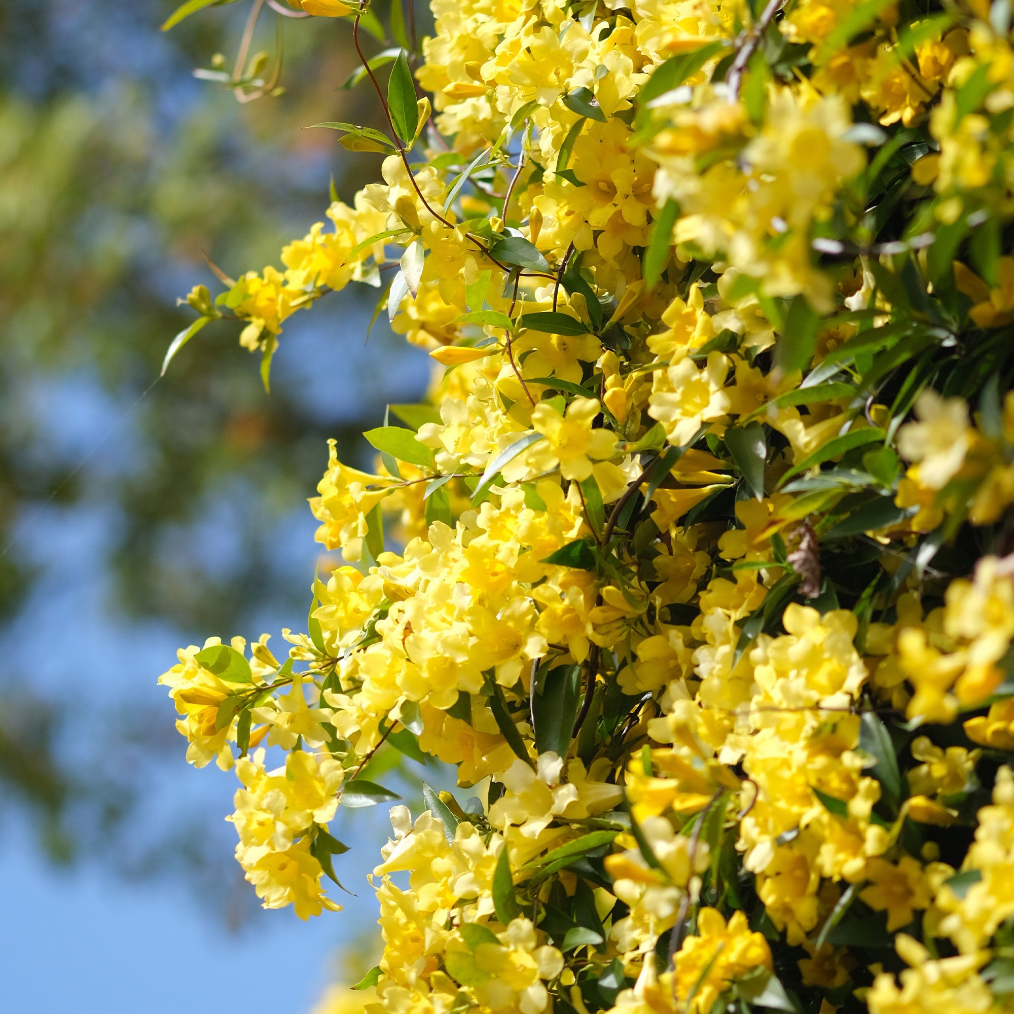Bakker Gelsemium sempervirens jasmin jaune pot Ø9 cm