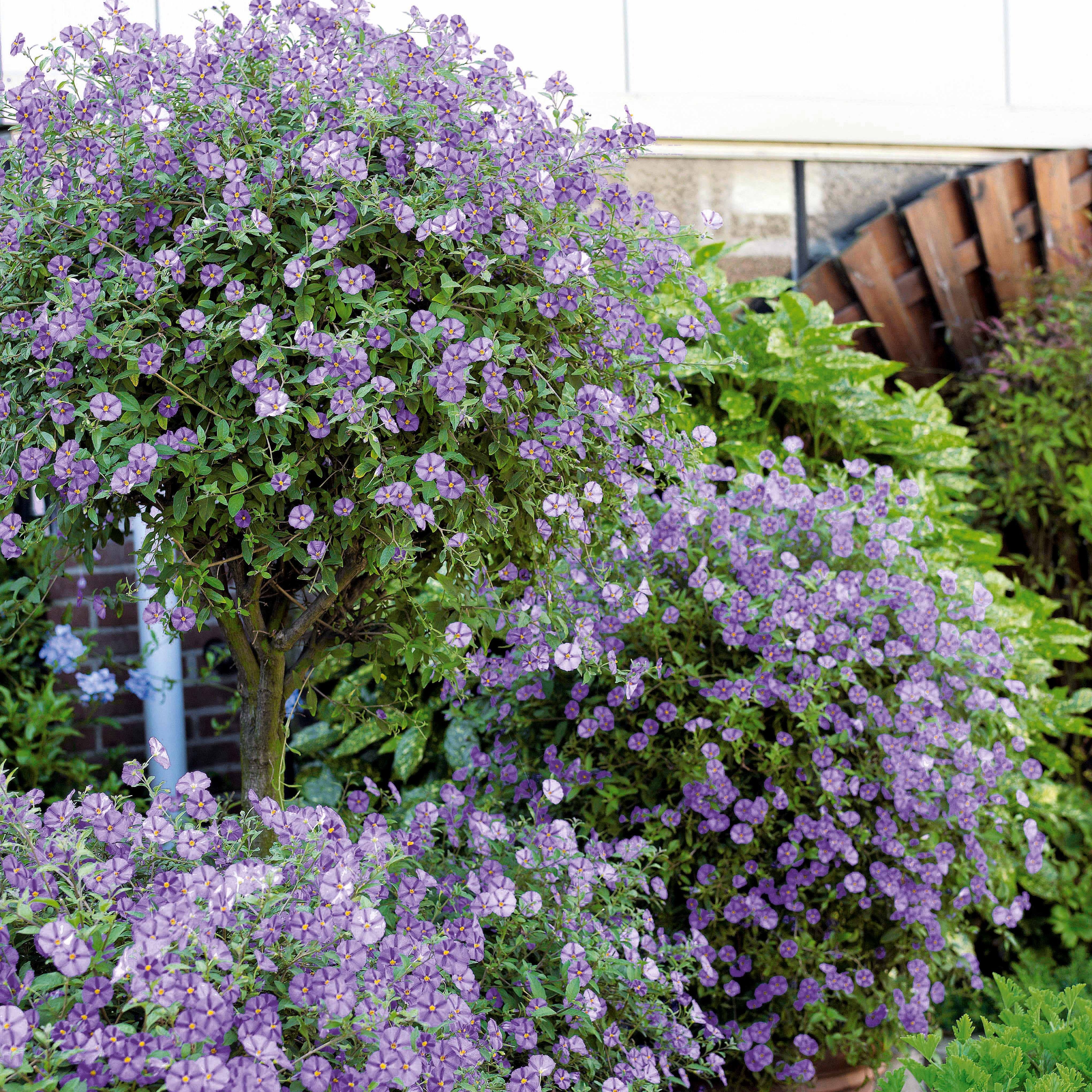 Bakker Arbre aux gentianes Lycianthes arbuste pot Ø9cm