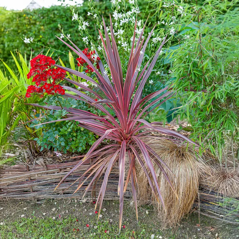 Bakker Cordyline australis Pink Passion pot Ø9cm soleil