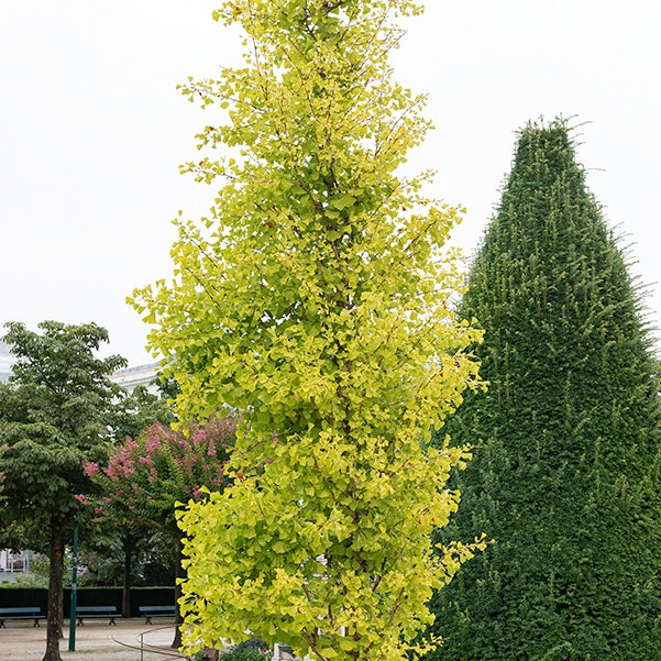 Bakker Ginkgo biloba Blagon pot 1,3L 20-30cm