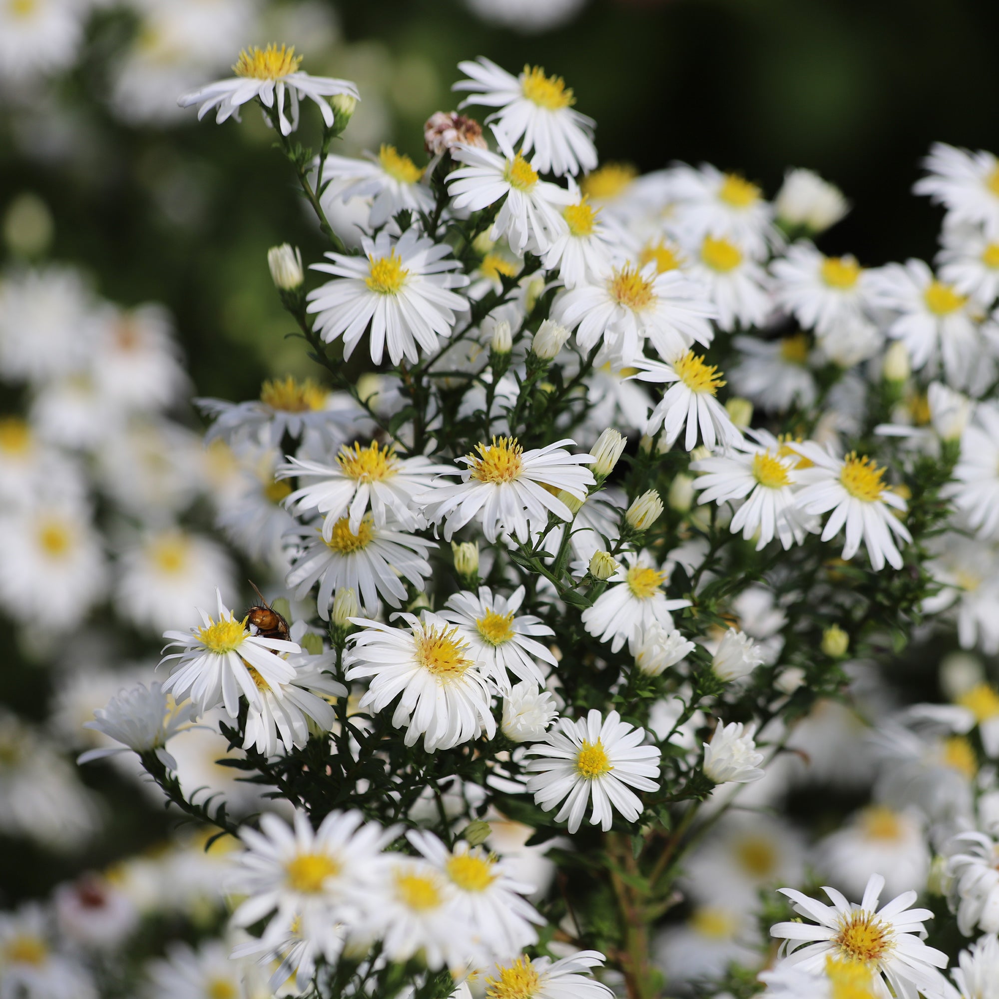 Bakker Aster nain Snowsprite plante vivace pot 9cm blanc