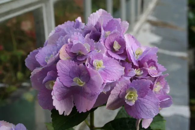 Les Hortensias du Haut Bois Amethyst hortensia boule violette pot 5 L