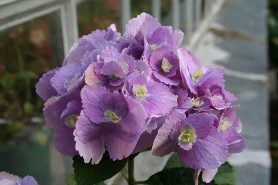 Les Hortensias du Haut Bois Amethyst hortensia boule violette pot 5 L