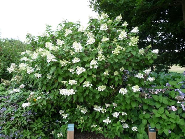 Les Hortensias du Haut Bois Midlate Summer hortensia panicule
