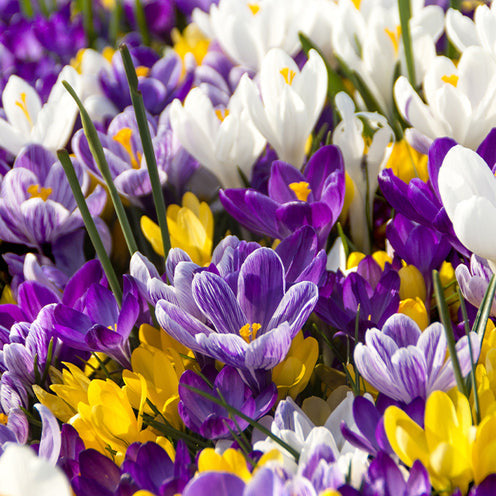 Bakker Running Wild bulbes fleurs sachet 100 mélange naturalisé