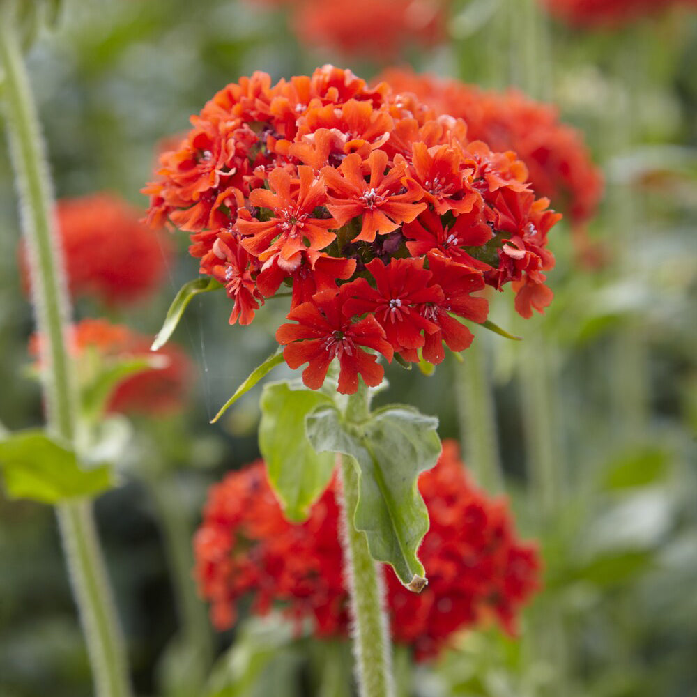 Bakker Morgenrot croix de Jérusalem pot 9cm orange