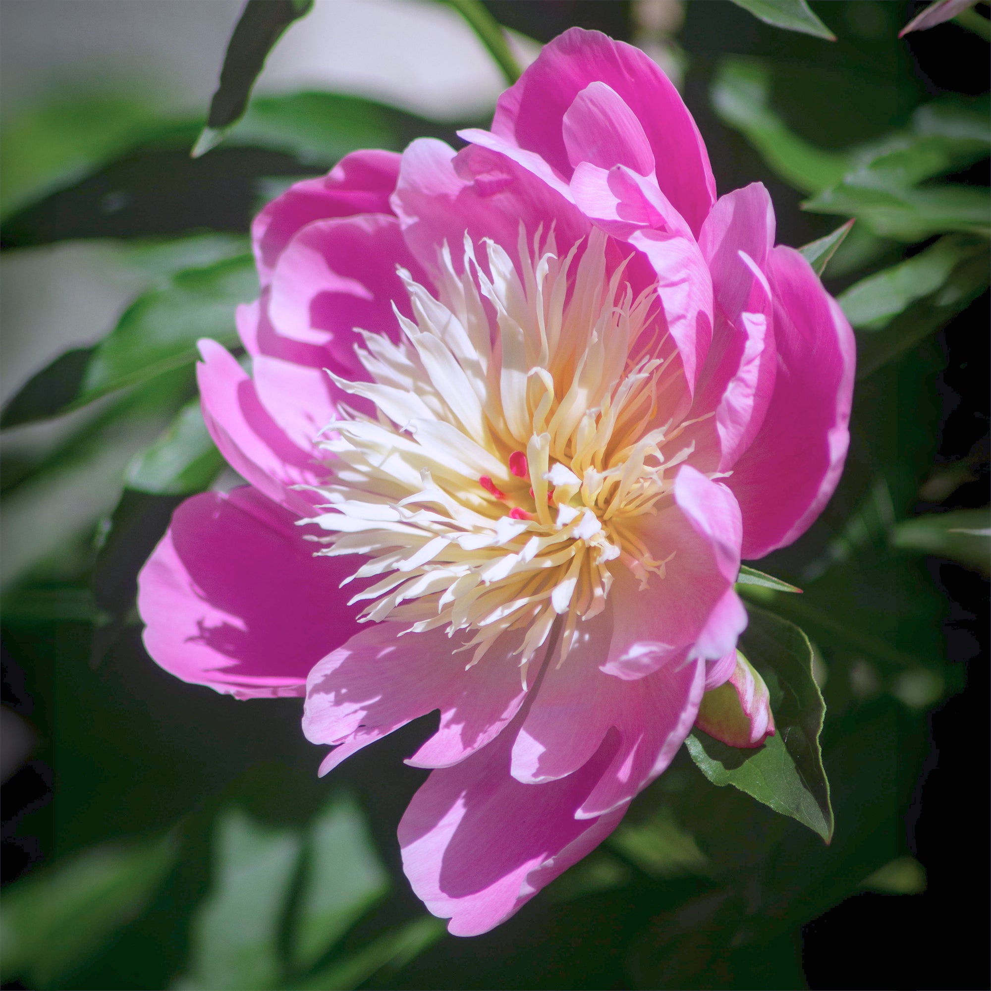 Bakker Pivoine Fantastic plante vivace racine nue fleurs roses
