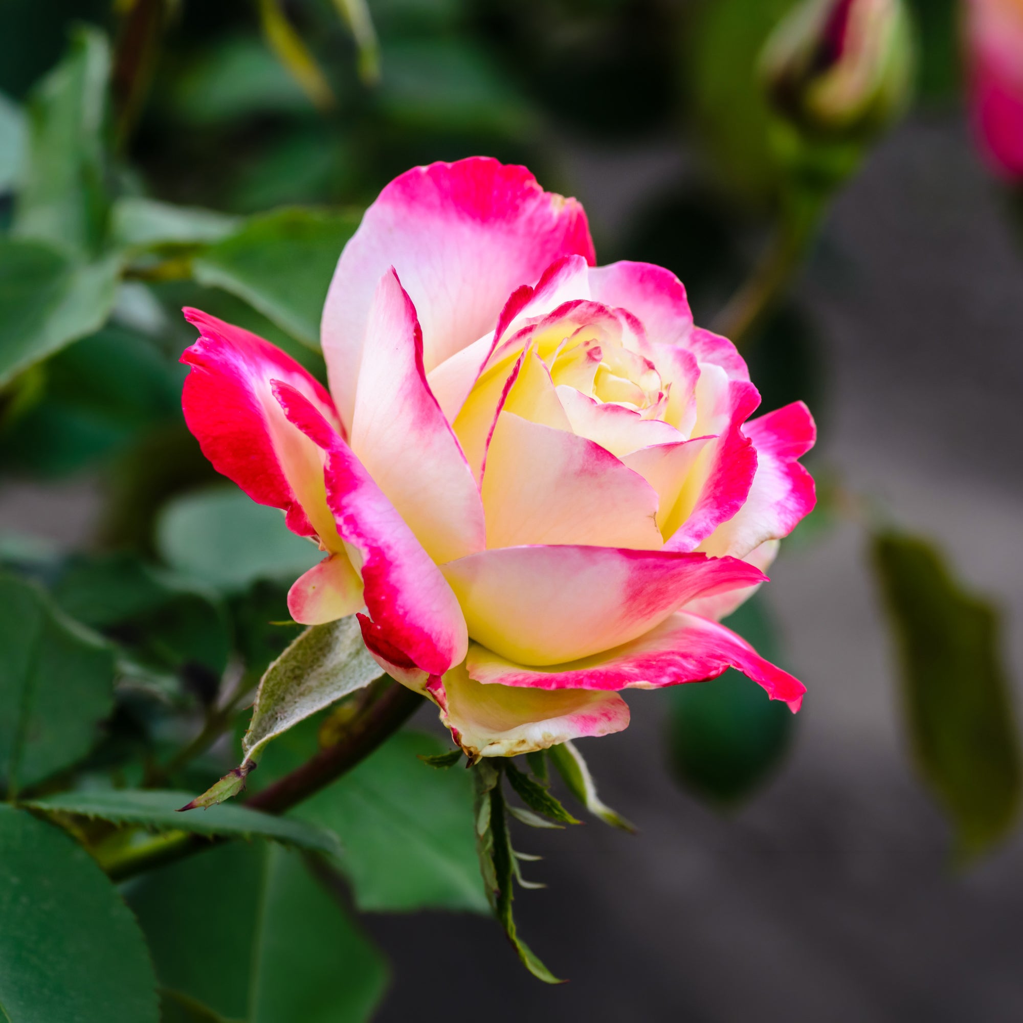 Bakker Double Delight rosier buisson motte 3+ branches parfumé