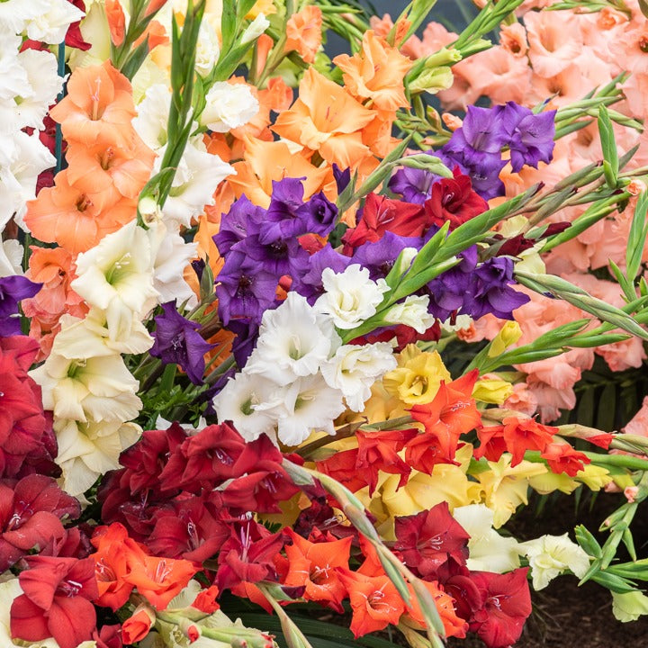 Bakker Pack bulbes à fleurs 312 bulbes massif et pot