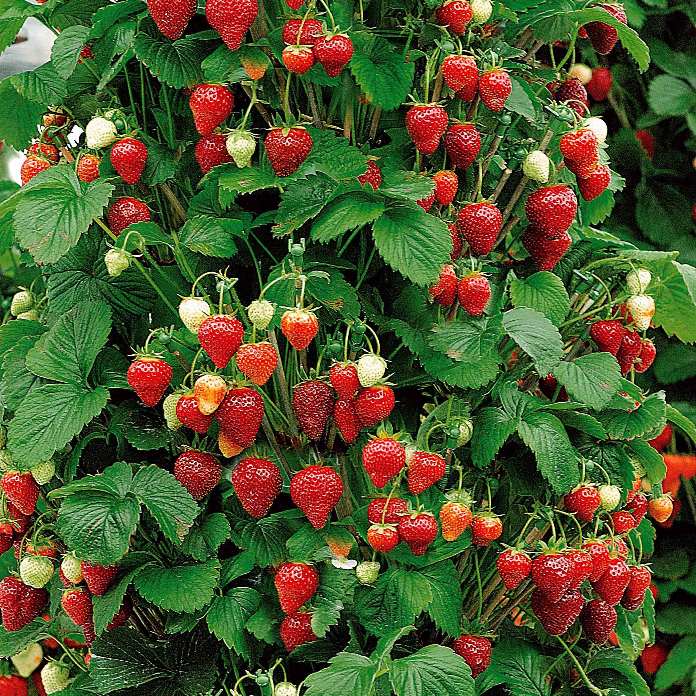 Bakker Collection 9 Fruitiers fruits rouges racines nues soleil