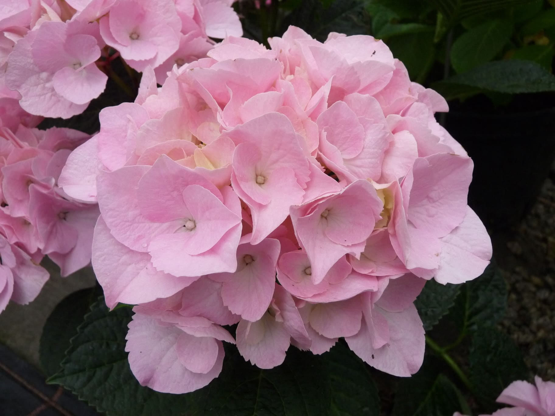 Les Hortensias du Haut Bois Madame Plumecoq hortensia rond