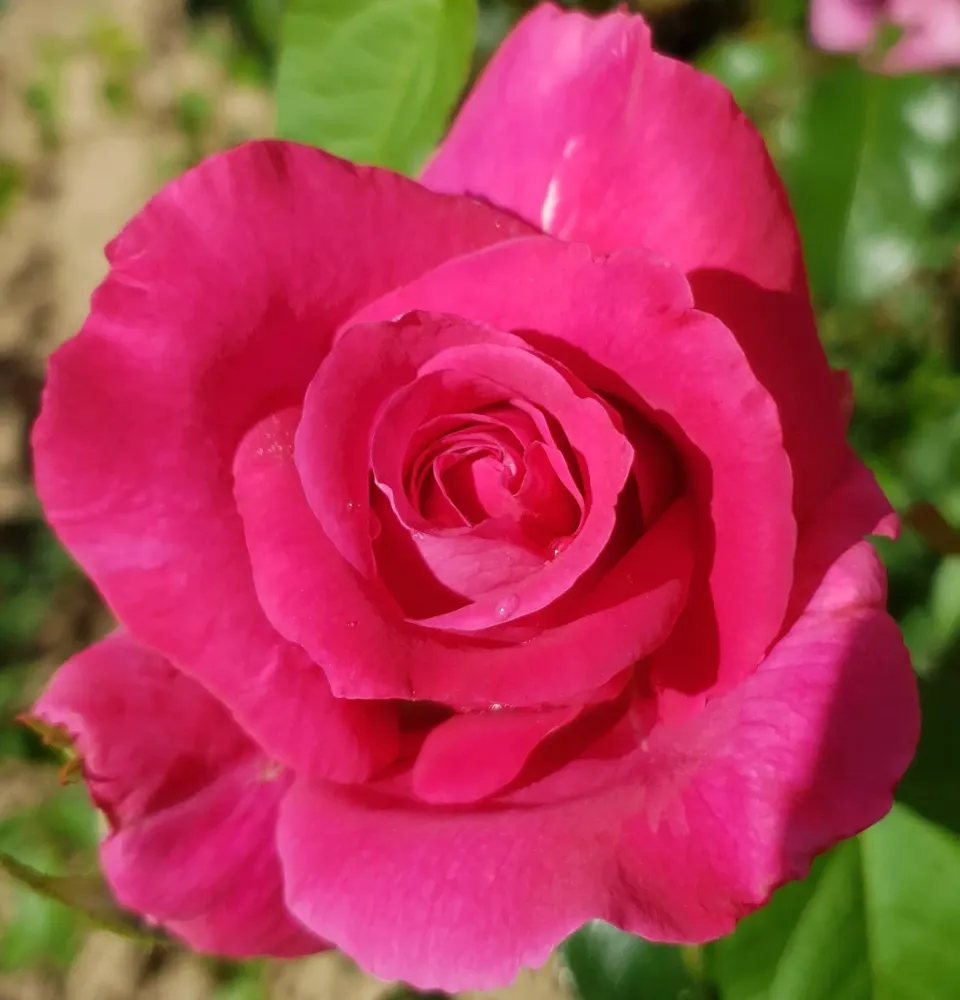 Michel Adam Roseline de Kersaint rosier buisson godet