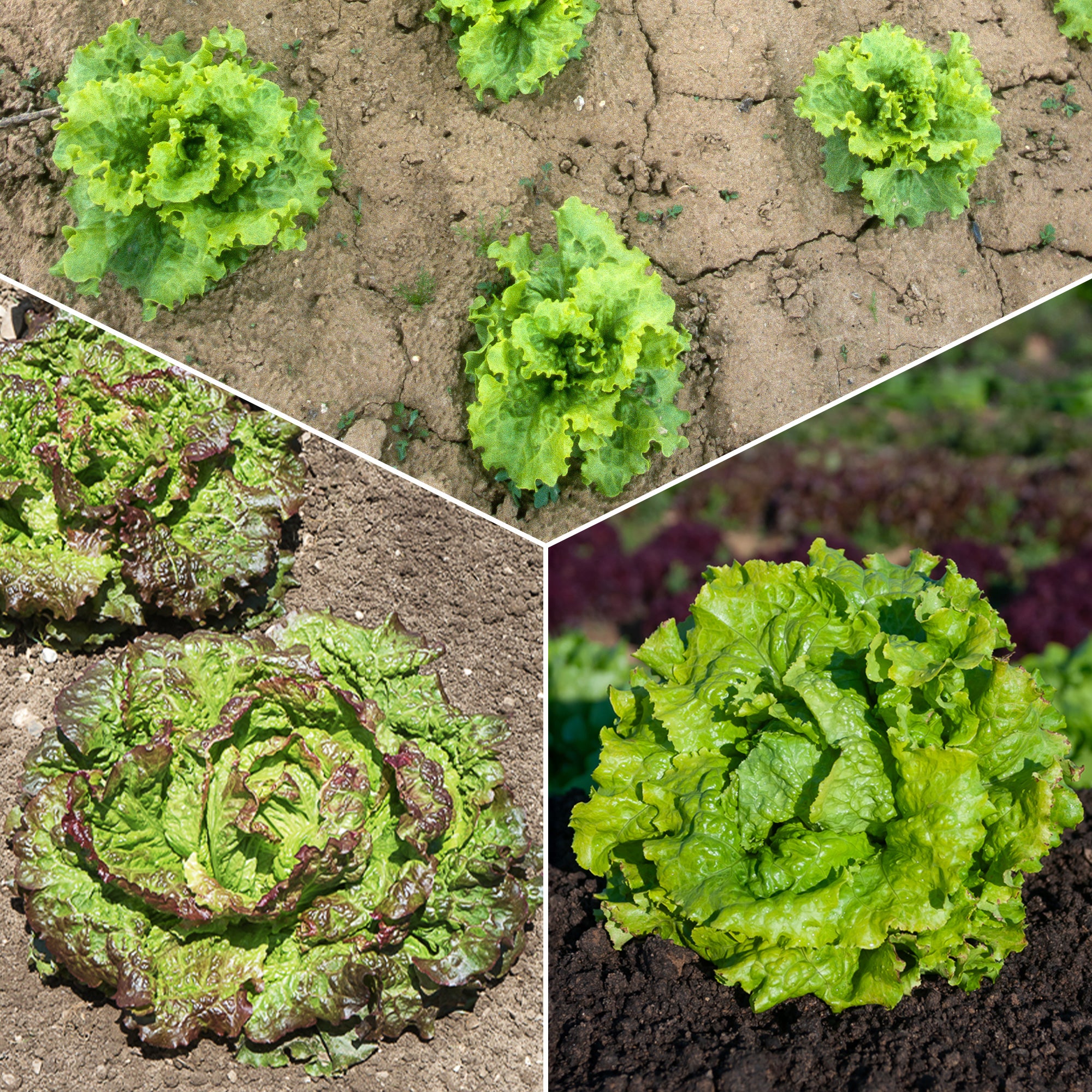 Bakker Batavia salade graines collection 3 sachets