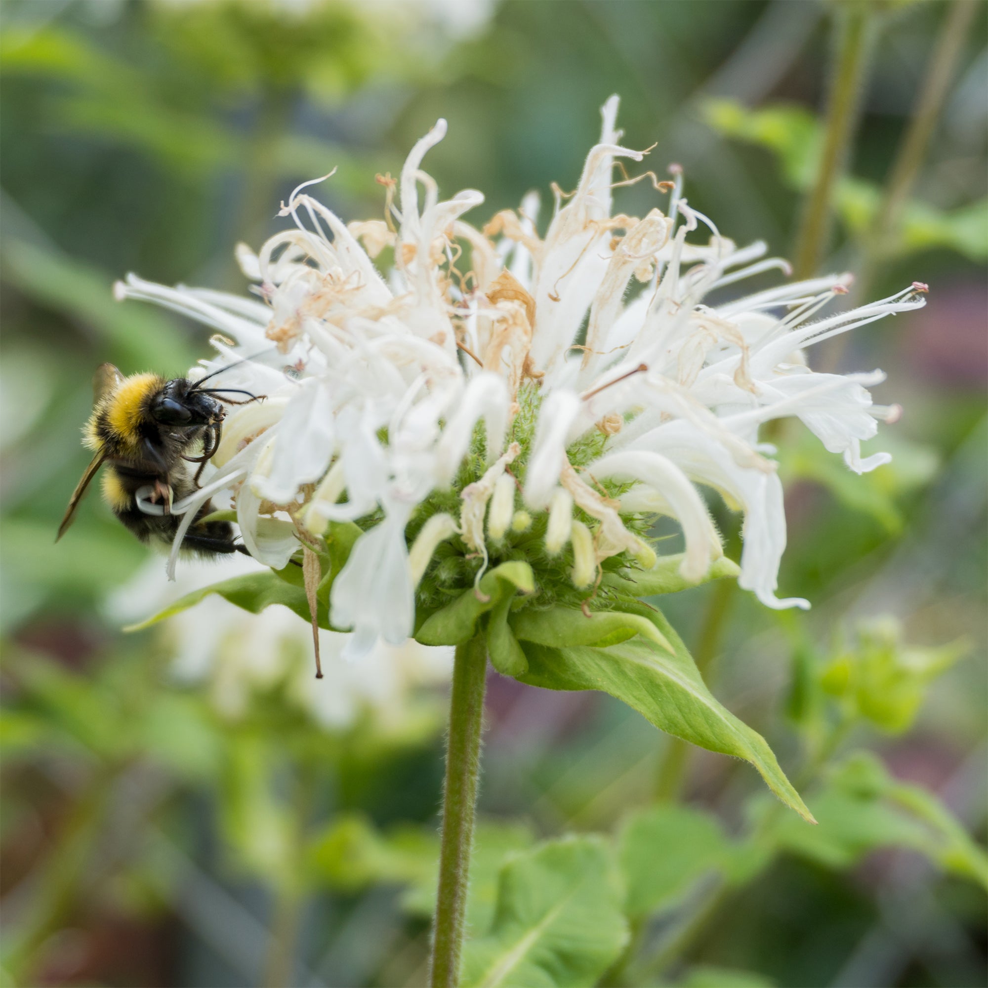 Bakker Plantes vivaces Monarde Schneewittchen plante pot Ø9cm