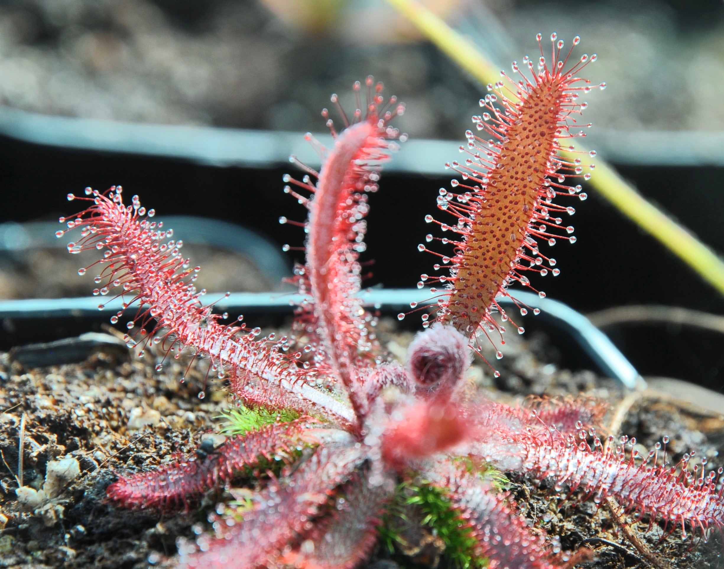 Carniflore Drosera latifolia plante rouge pot 9x9
