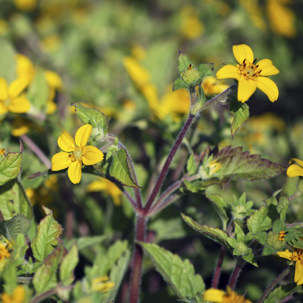Bakker Genou Doré Plante Vivace Pot Ø 9cm Fleur Jaune