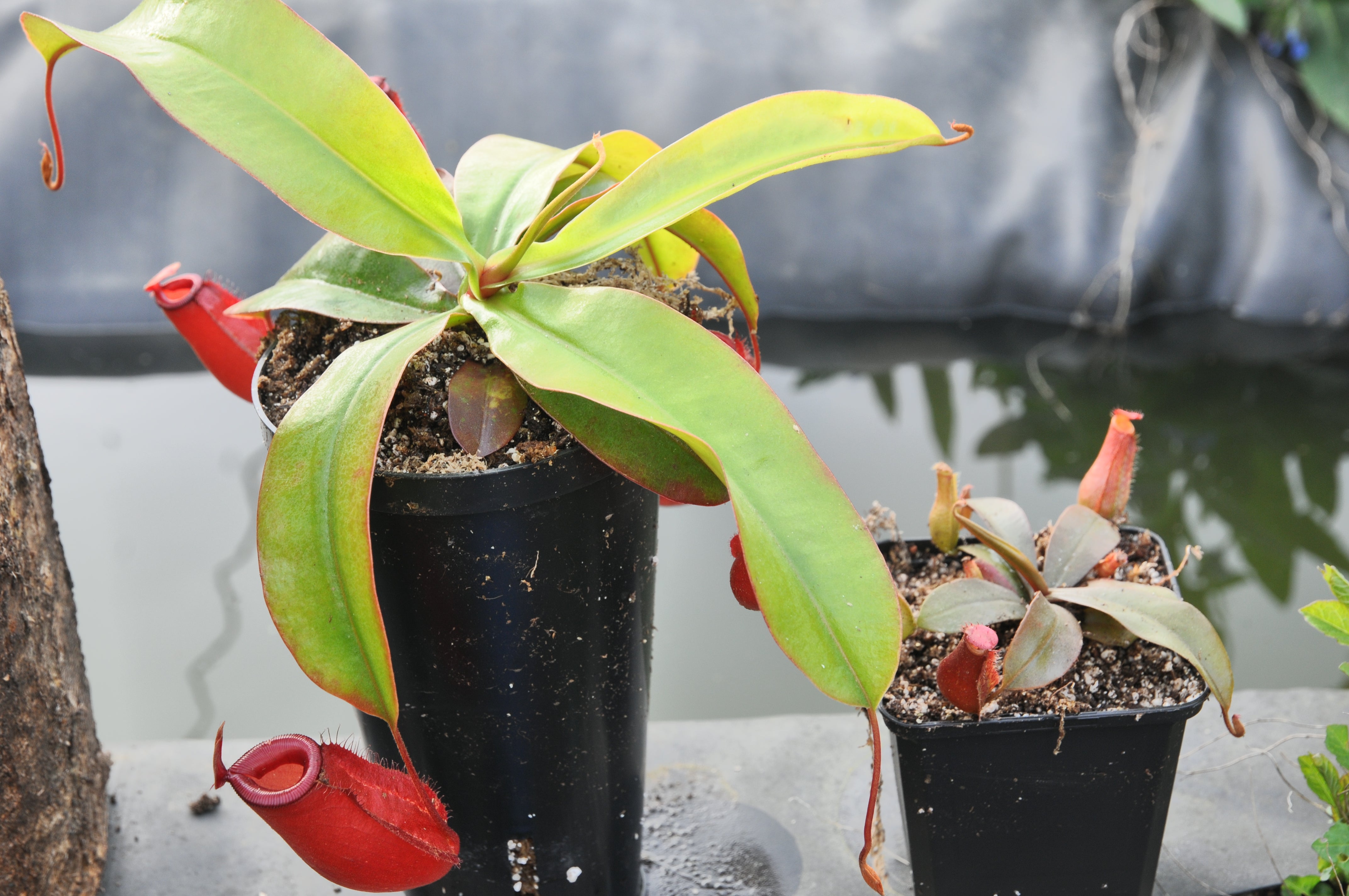 Carniflore Nepenthes bloody mary plante carnivore pot 9 cm