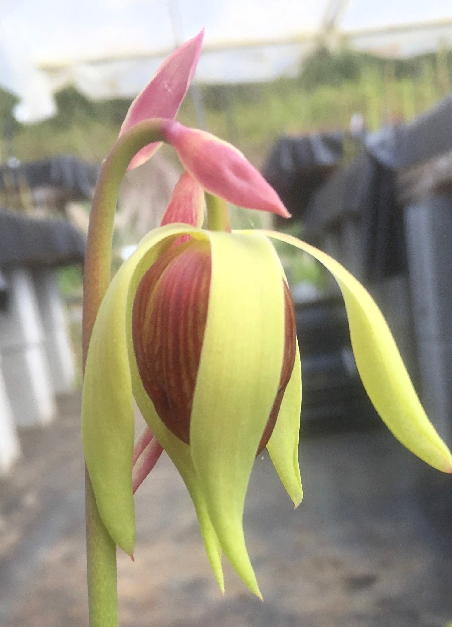 Carniflore Darlingtonia californica plante cobra jeune plant pot 9