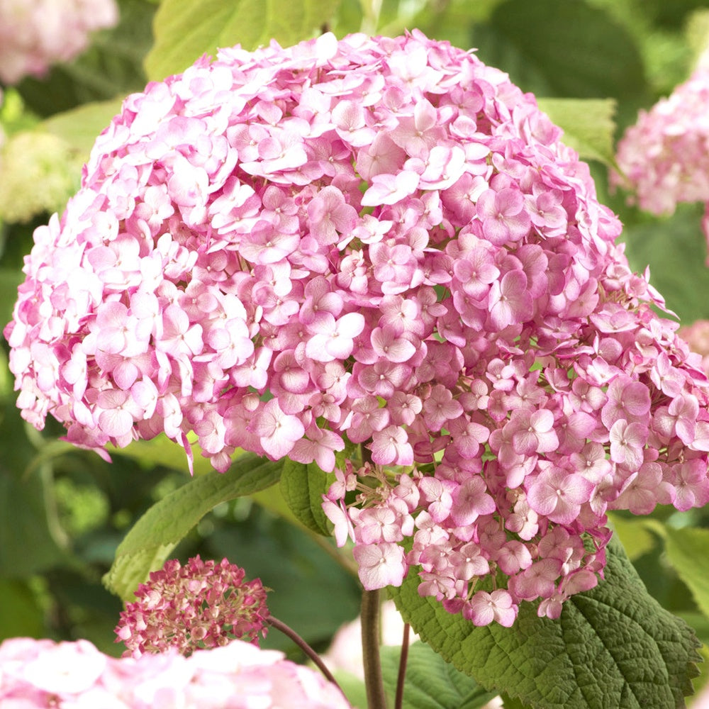 Bakker Hortensia Candy Bell Bubblegum pot 9cm rose