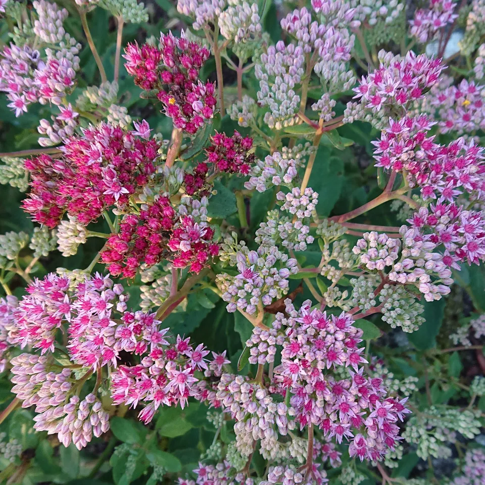 Passion Vivaces Sedum Abbeydore orpin rose foncé pot 1 litre