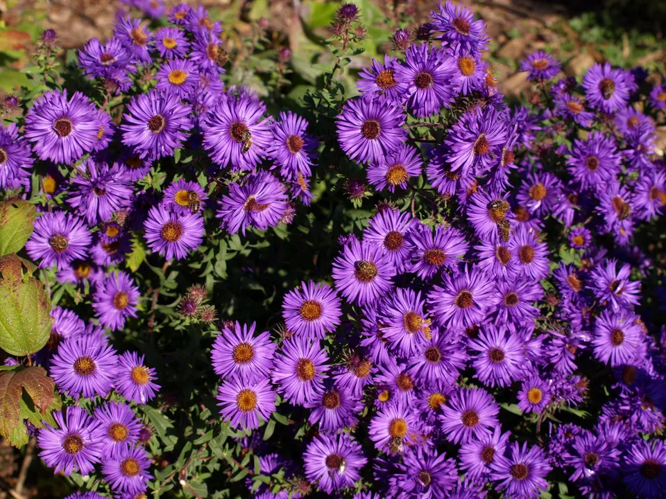 Passion Vivaces Aster Bishop Colenso vivace violet godet