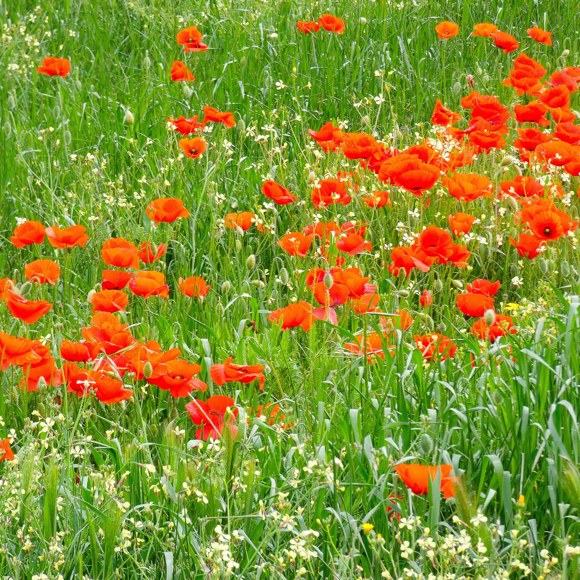 Bakker Red Corn Poppy pavot coquelicot sachet bio rouge
