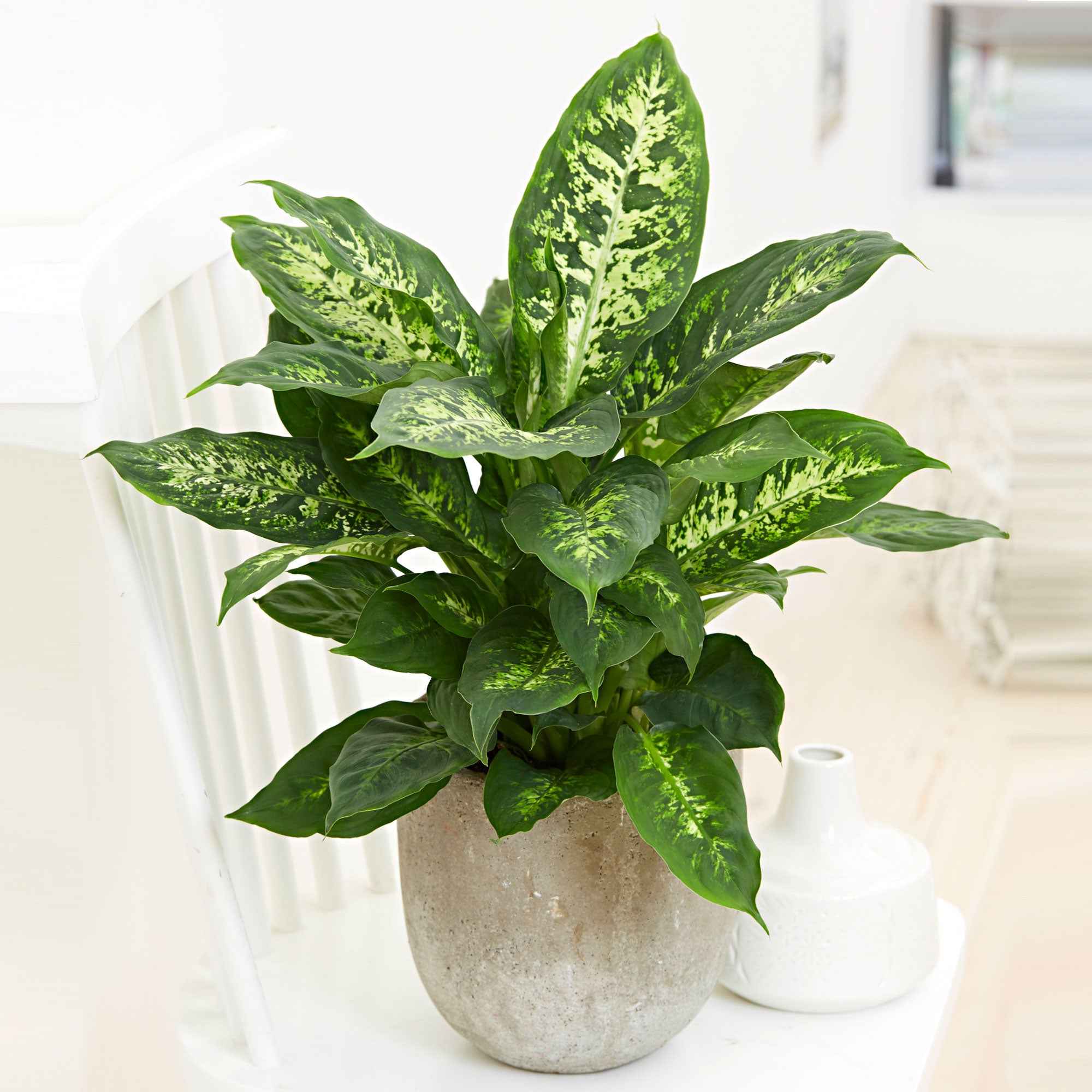 Bakker Plantes d'intérieur Dieffenbachia Compacta pot 12 cm