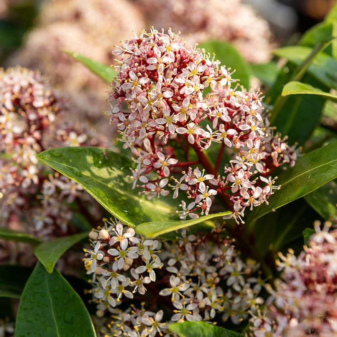 Bakker Skimmia Rubella arbuste persistant pot 2L