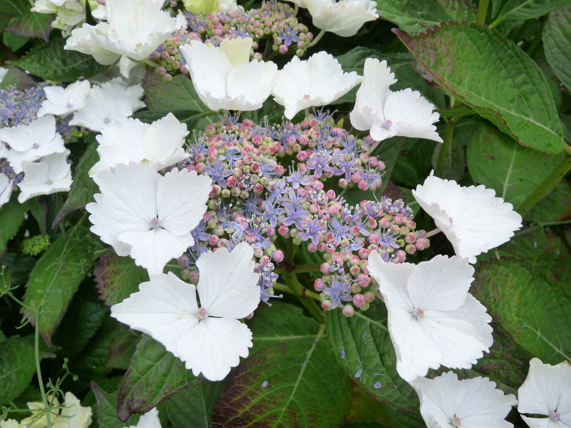 Les Hortensias du Haut Bois James Grant hortensia fleurs plates