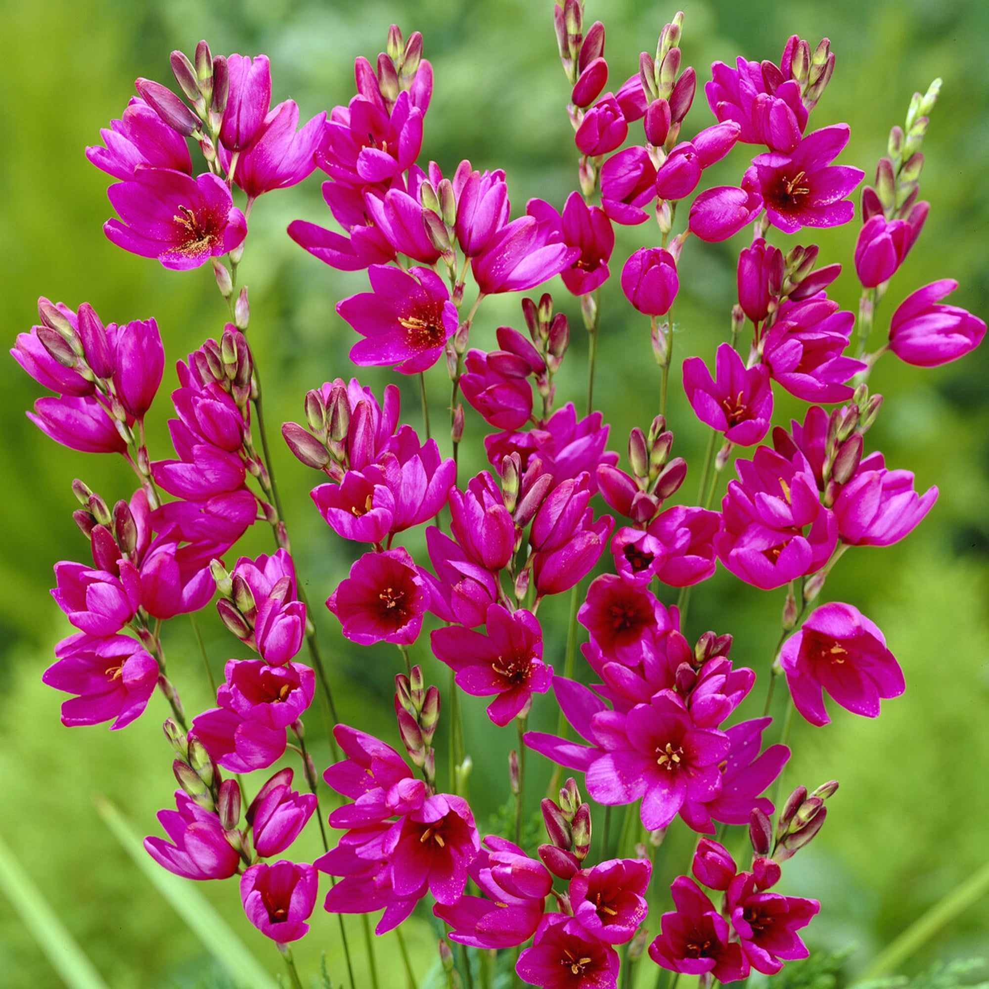 Bakker Lis des blés Ixia Mabel bulbe sachet 30 fuchsia