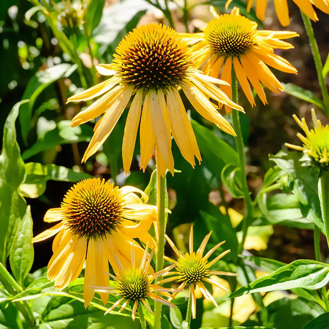 Bakker Harvest Moon échinacée vivace jaune pot Ø 9cm