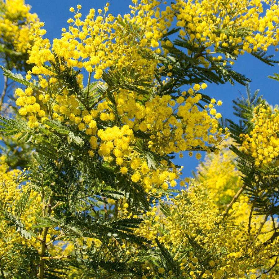 Bakker Mimosa d'hiver arbuste pot Ø9cm jaune