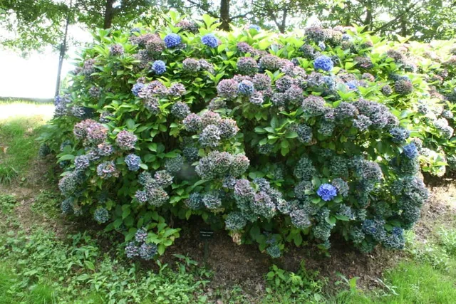Les Hortensias du Haut Bois Blauer Zwerg hortensia nain bleu godet