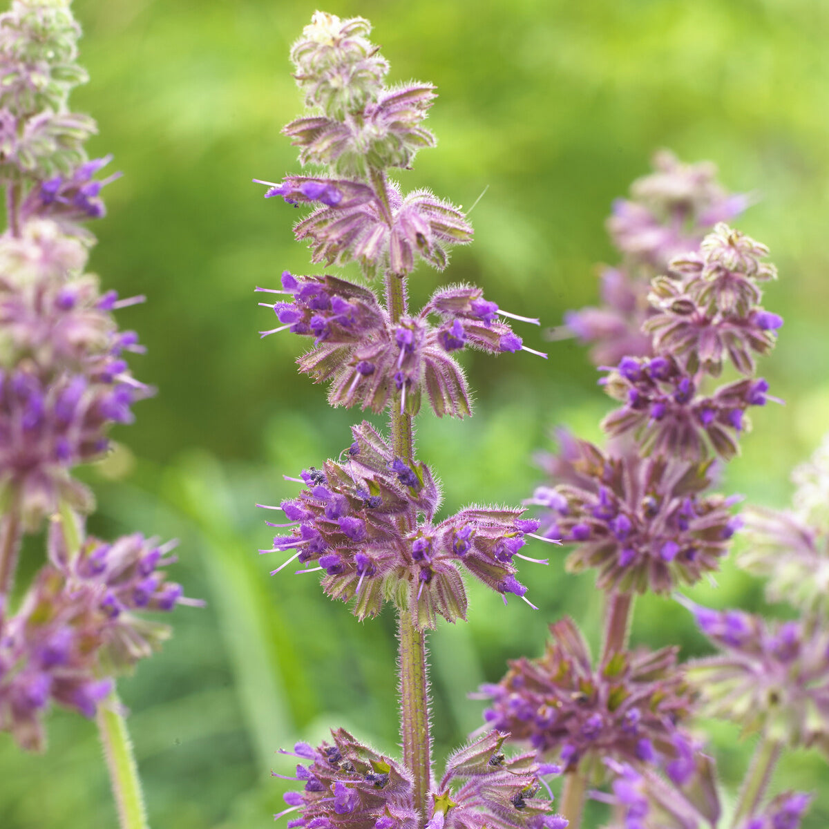 Bakker Sauge verticillée Purple Rain vivace pot Ø 9cm violet