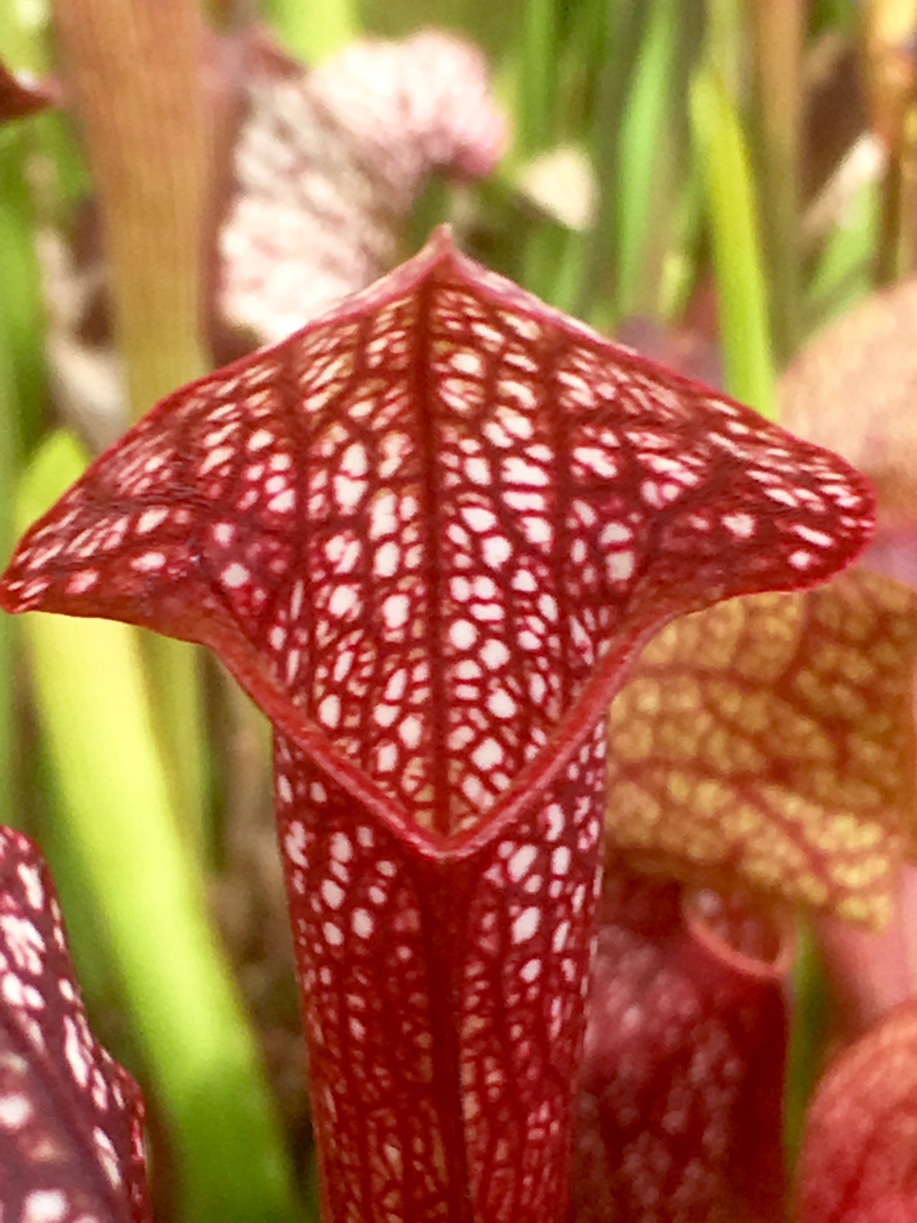 Carniflore Sarracenia Mushroom Periscope plante carnivore 11cm