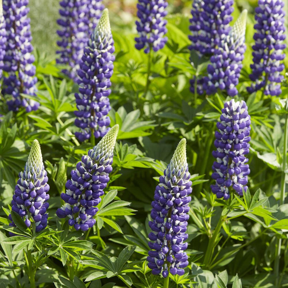 Bakker Lupin Le Gouverneur vivace pot 9cm bicolore bleu blanc