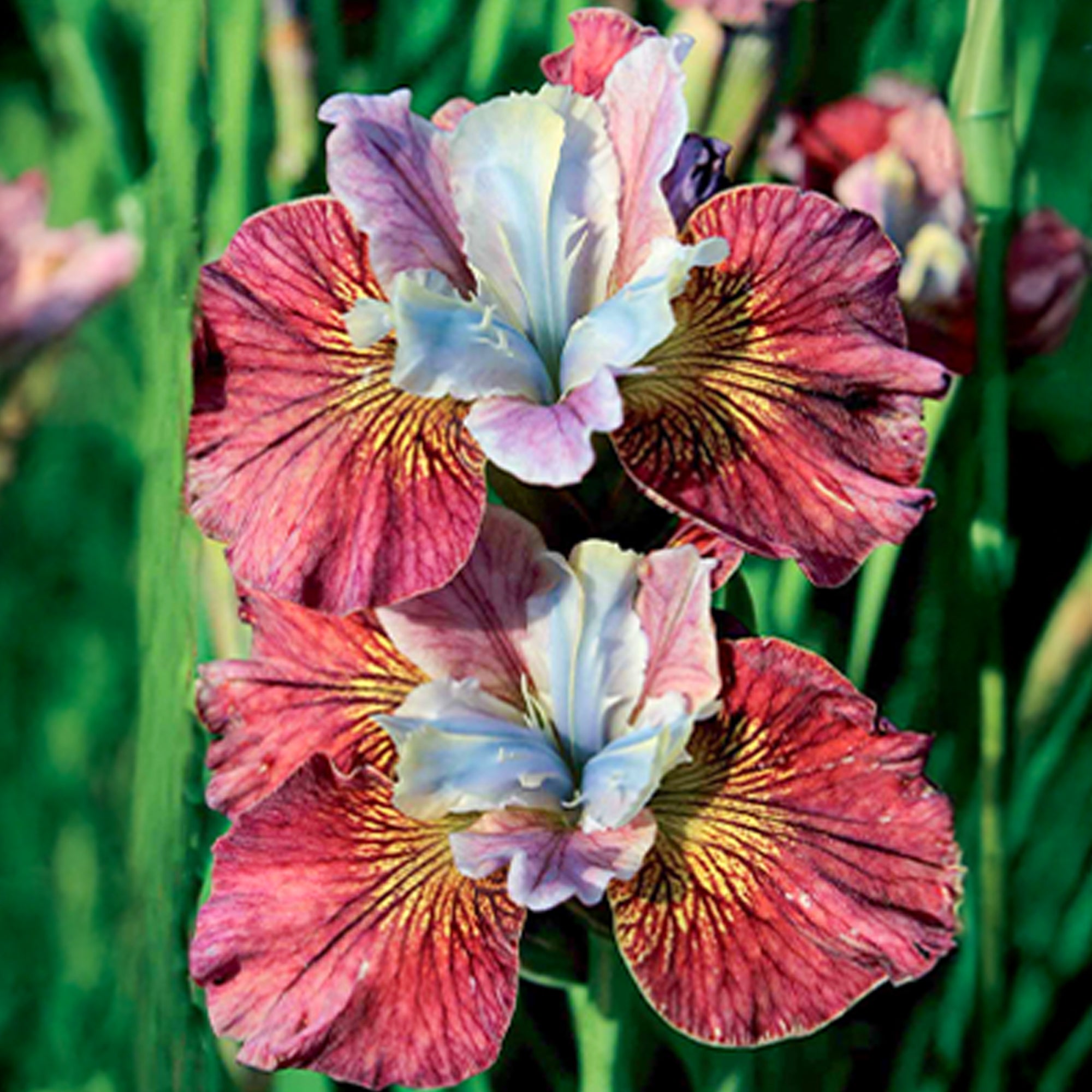 Bakker Iris Sibérie Femmes peintes vivace 2 racines