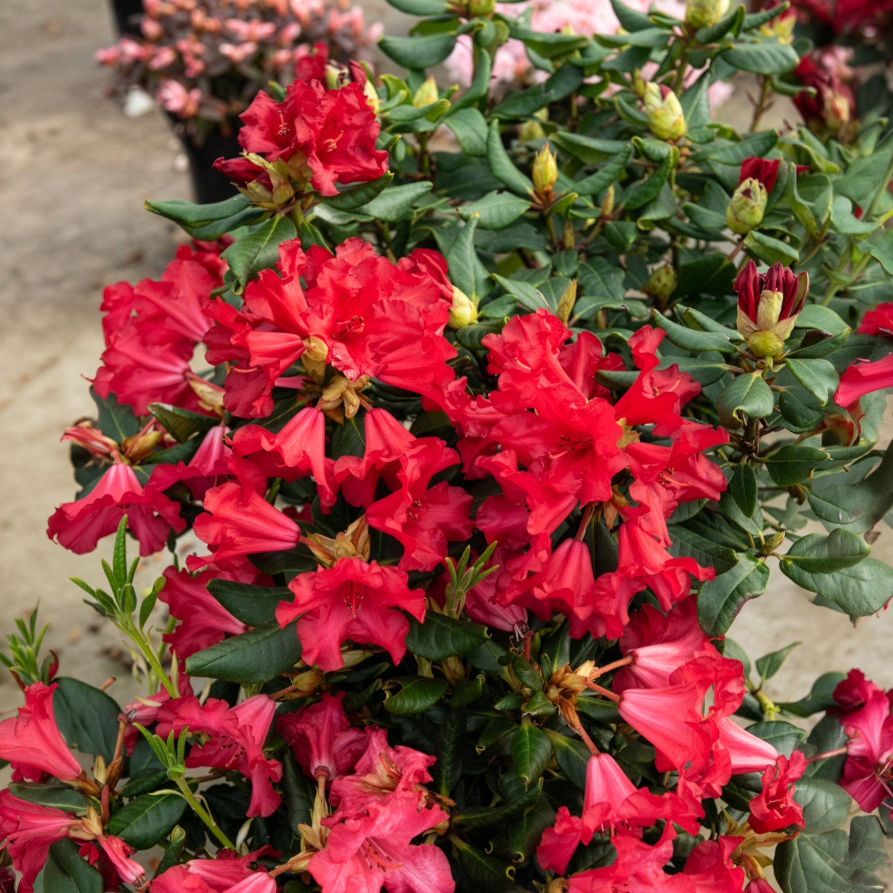 Bakker Baden Baden rhododendron arbuste pot 3L rouge