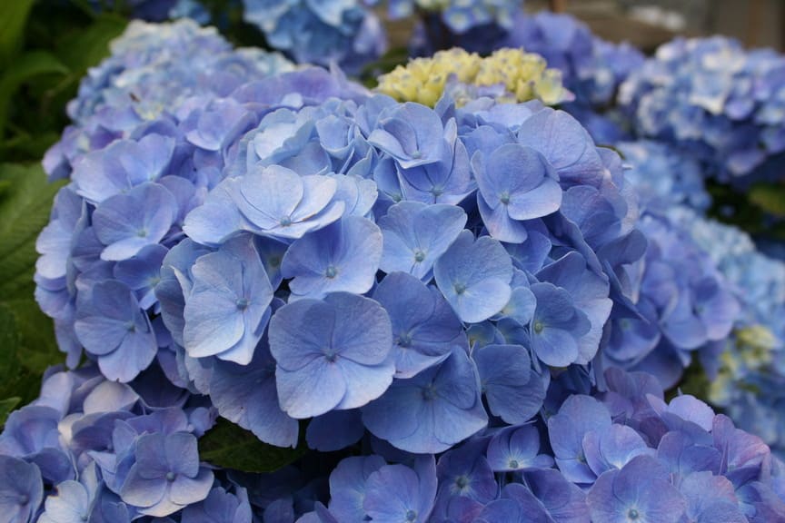 Les Hortensias du Haut Bois Bodensee hortensia boule bleue godet