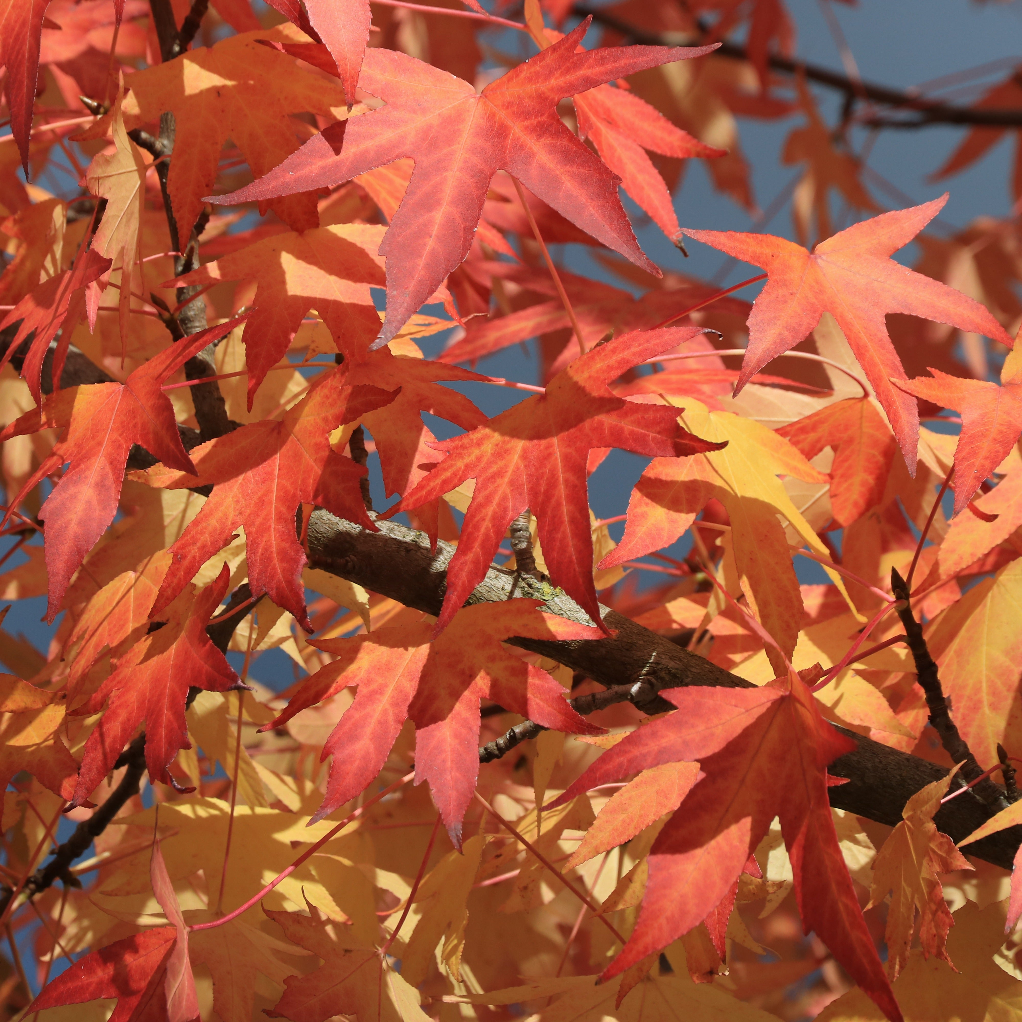 Bakker Copalme Amérique Liquidambar arbre pot 2L 60-70cm rouge