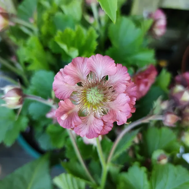 Bakker Benoîte Pink Petticoats Geum vivace rose pot Ø9cm