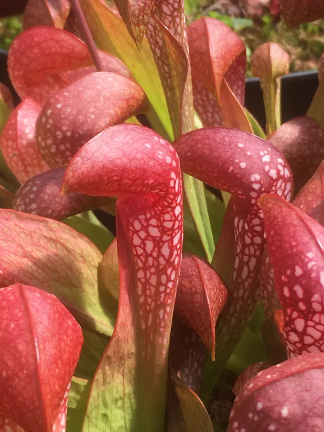 Carniflore Sarracenia x formosa plante carnivore adulte 1 pied